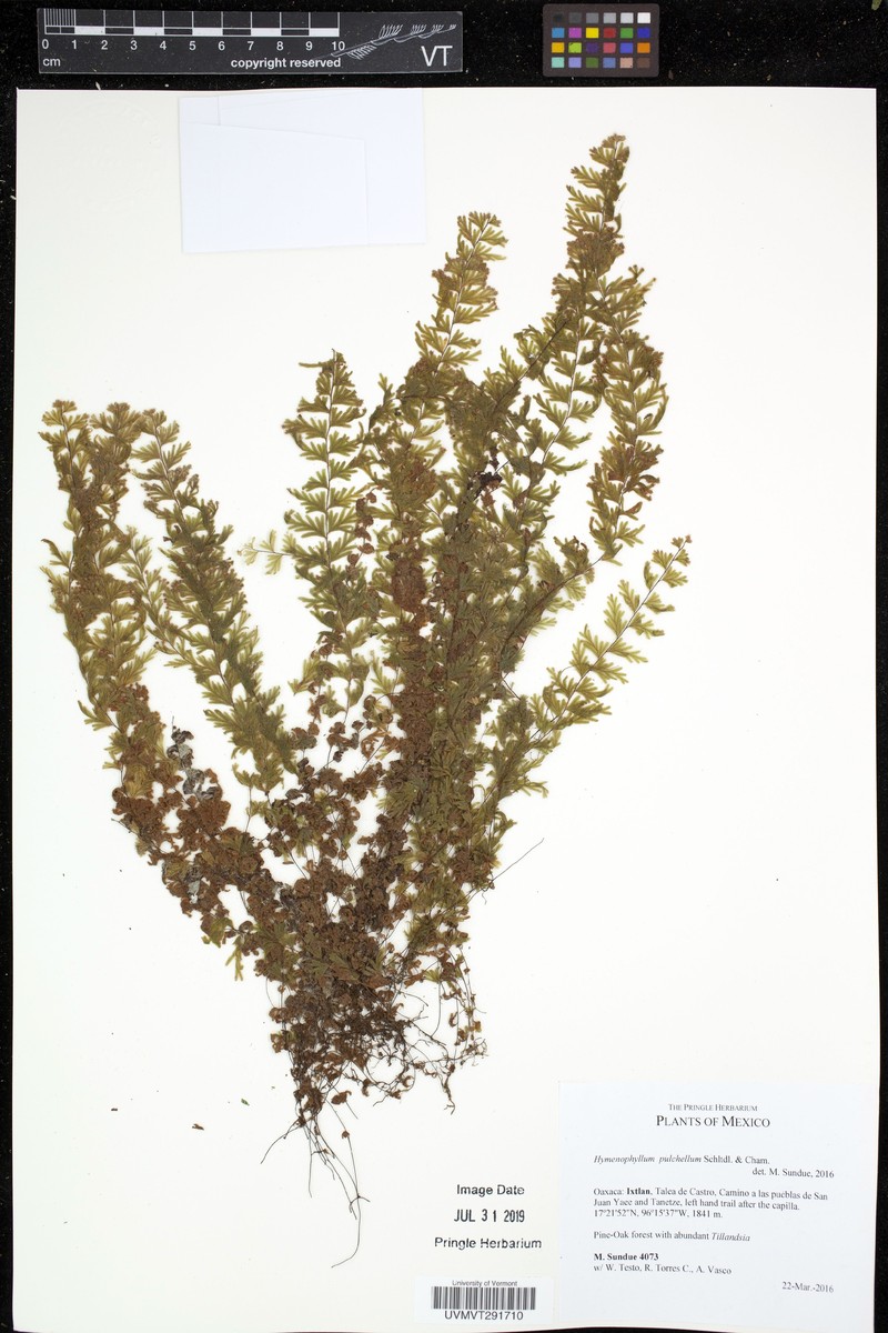 Hymenophyllum pulchellum photo 2
