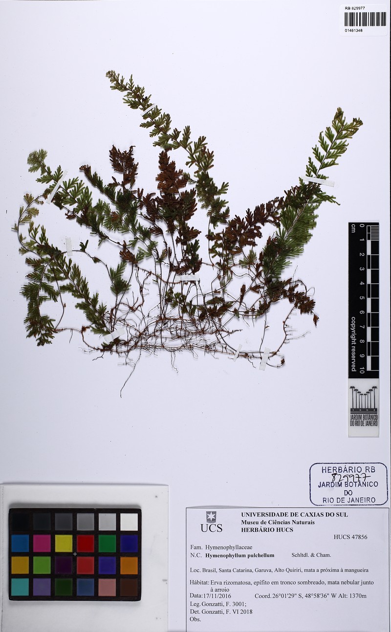 Hymenophyllum pulchellum photo 3