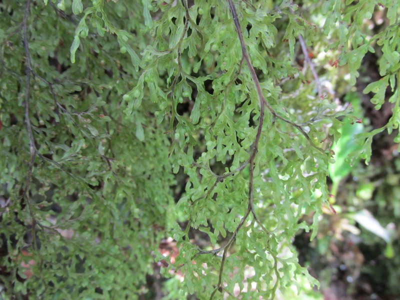 Hymenophyllum pulcherrimum