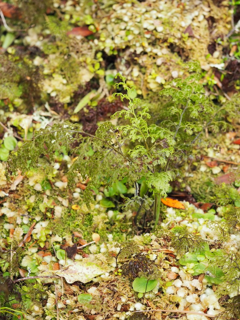 Hymenophyllum pulcherrimum photo 2