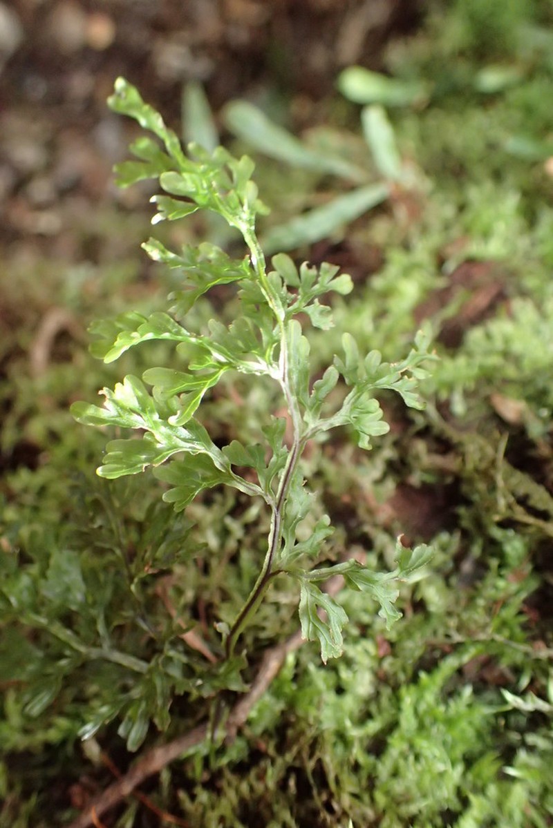 Hymenophyllum pulcherrimum photo 3