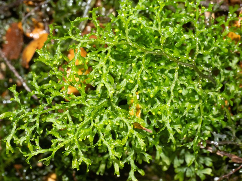 Hymenophyllum pulcherrimum photo 4