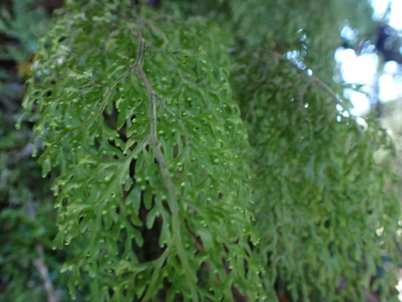Hymenophyllum pulcherrimum photo 5