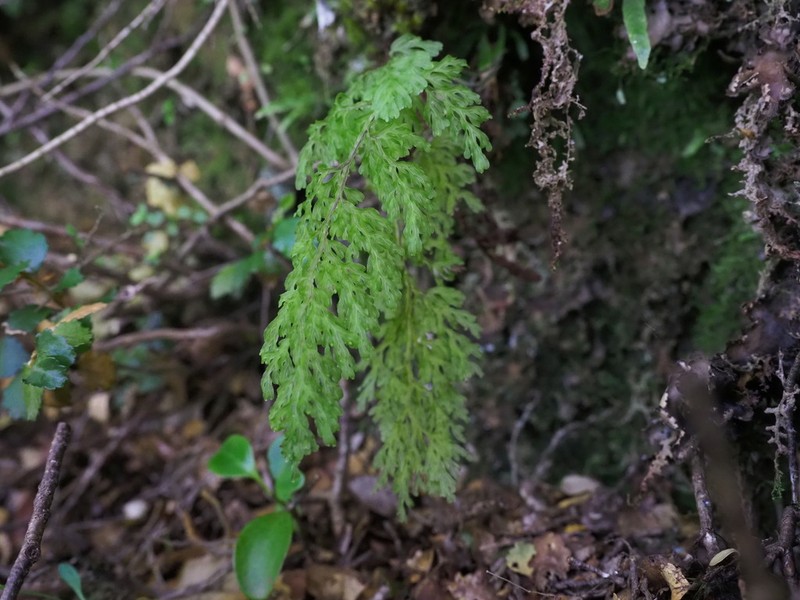 Hymenophyllum pulcherrimum photo 6