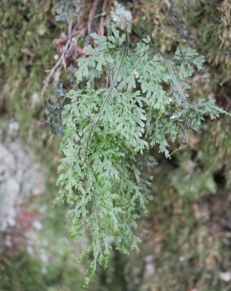 Hymenophyllum pulcherrimum photo 7