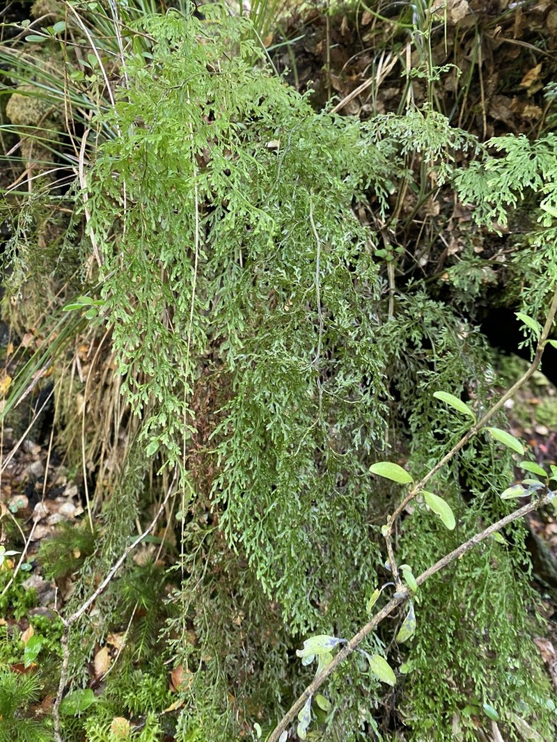 Hymenophyllum pulcherrimum photo 8
