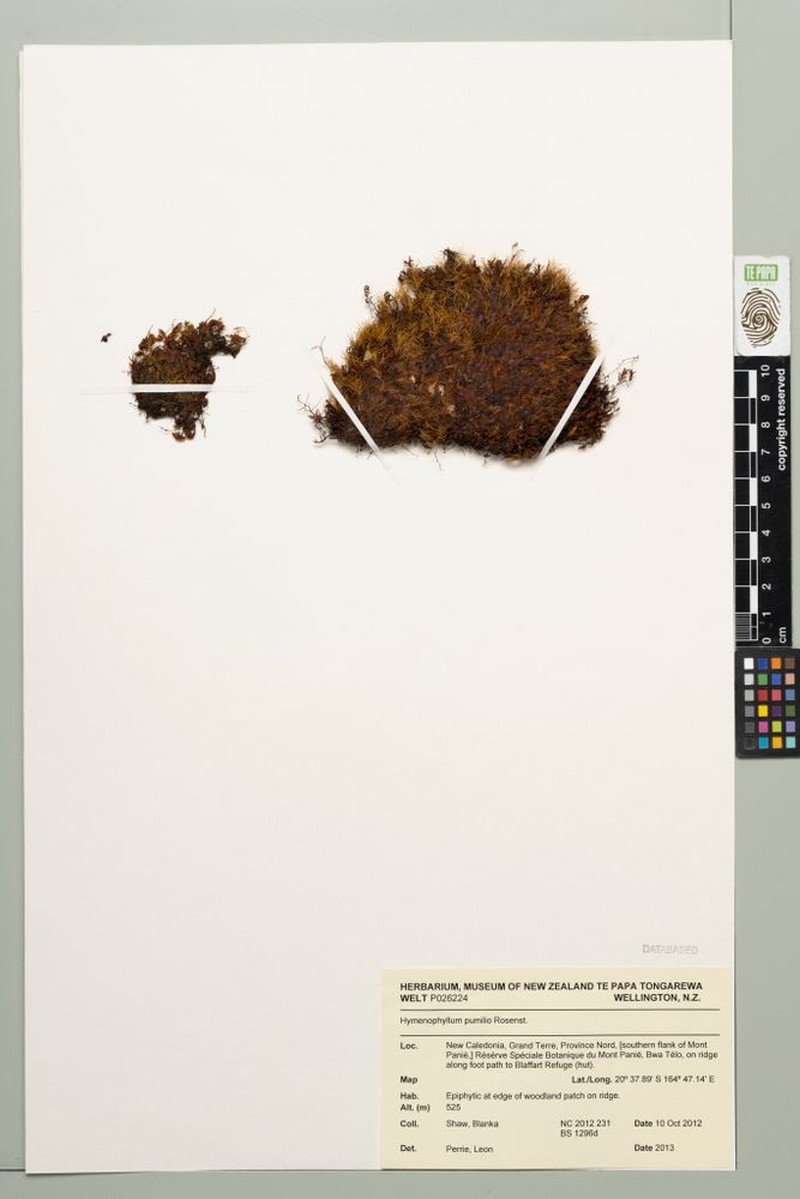 Hymenophyllum pumilio photo 2