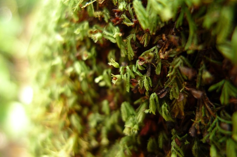 Hymenophyllum pumilio photo 3