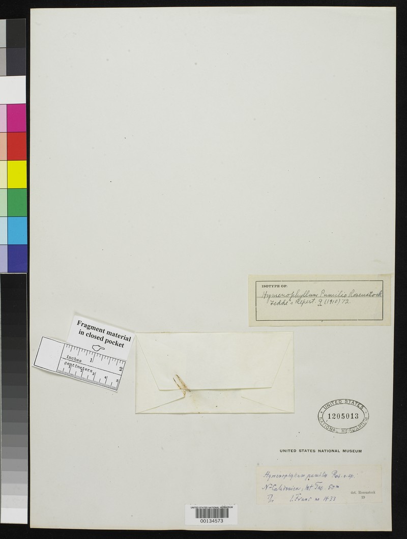 Hymenophyllum pumilio