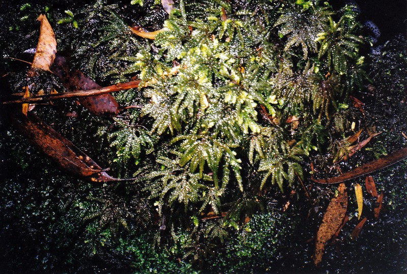 Hymenophyllum pumilum photo 2