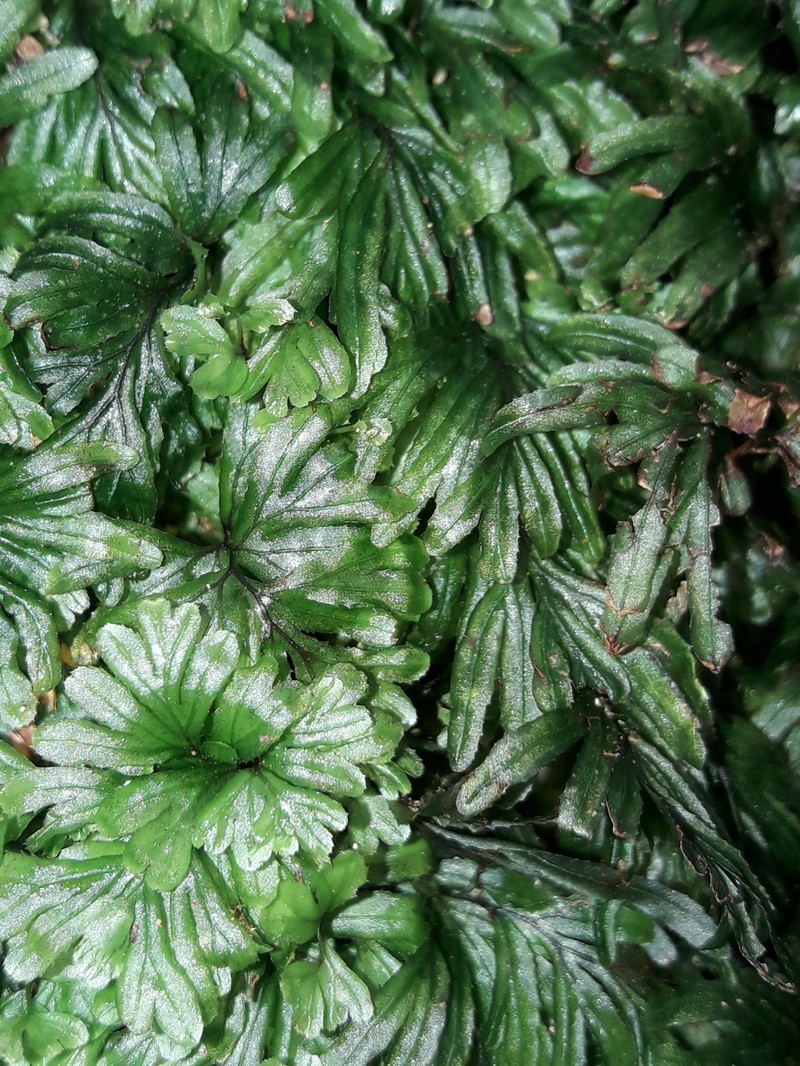 Hymenophyllum pumilum photo 3