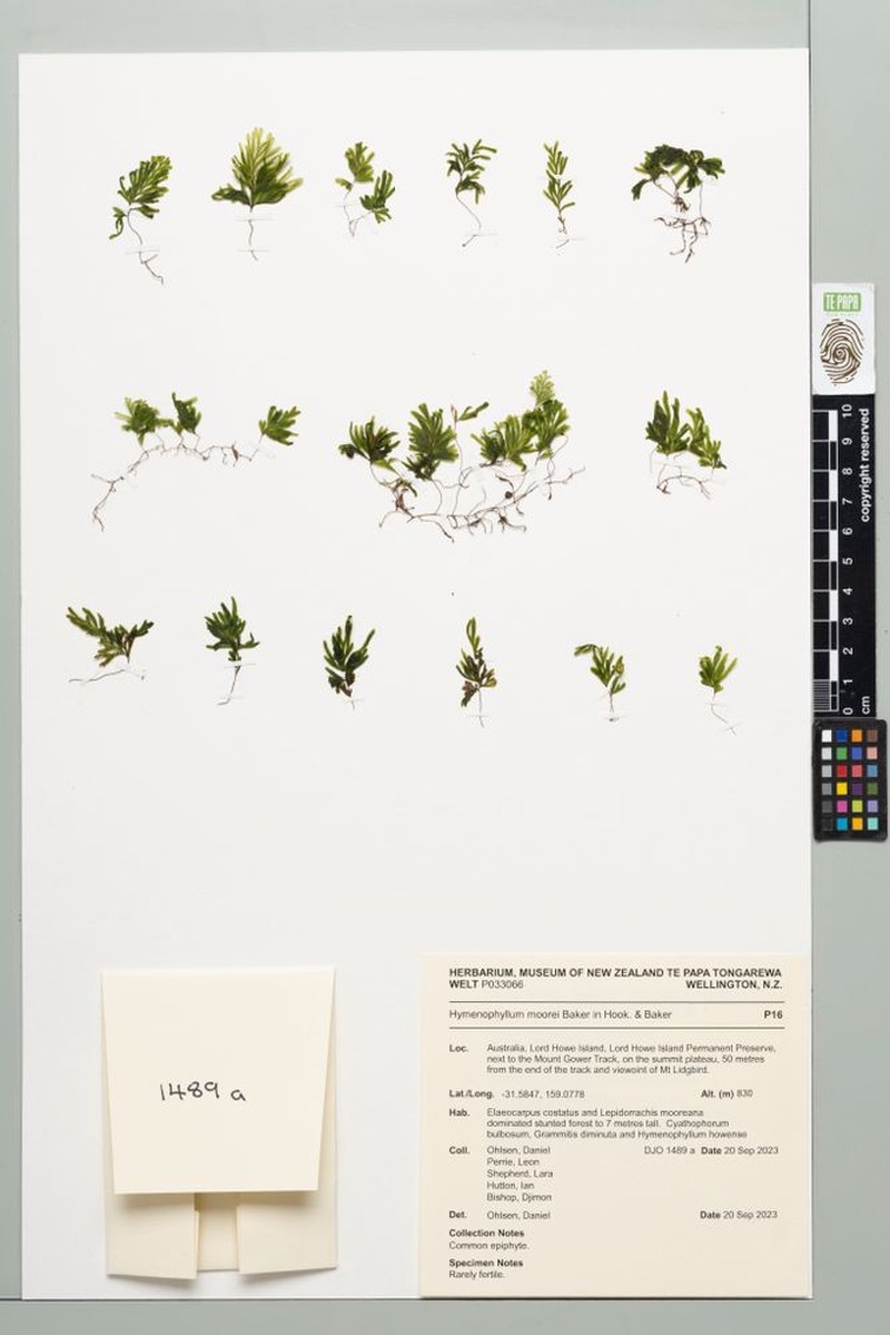 Hymenophyllum pumilum photo 4
