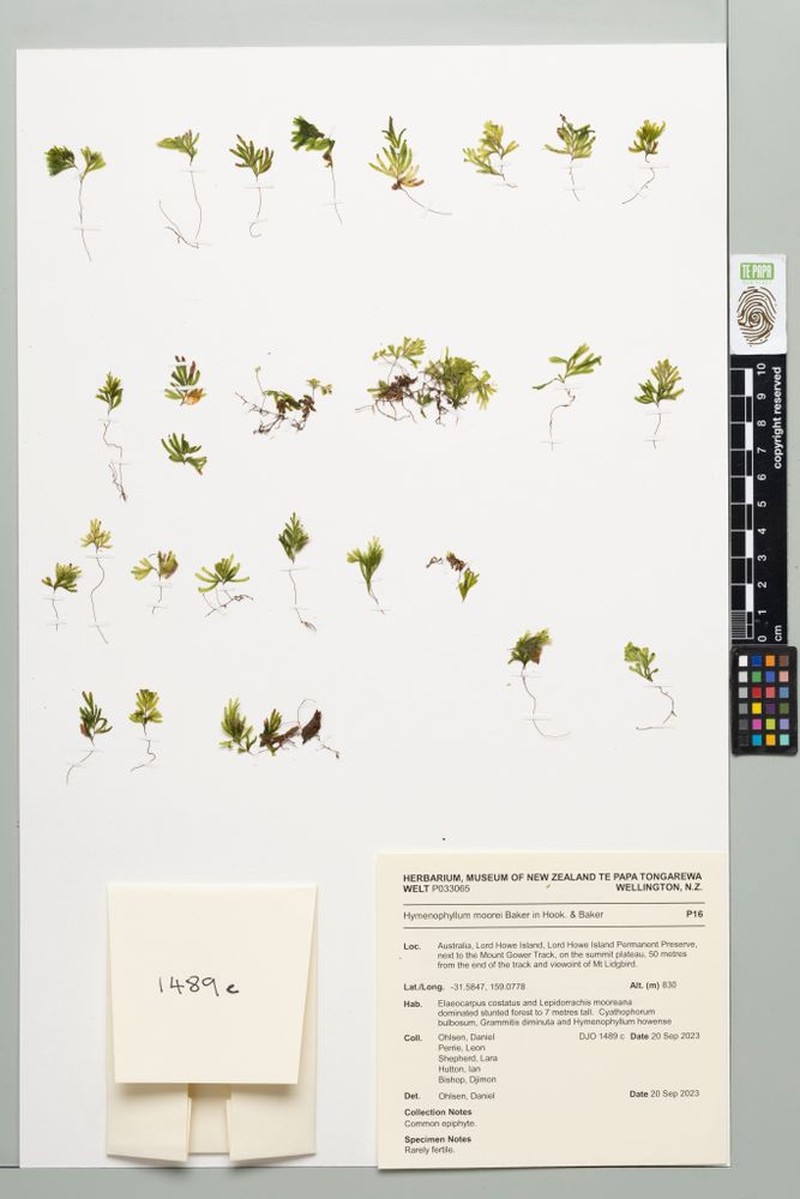 Hymenophyllum pumilum photo 5