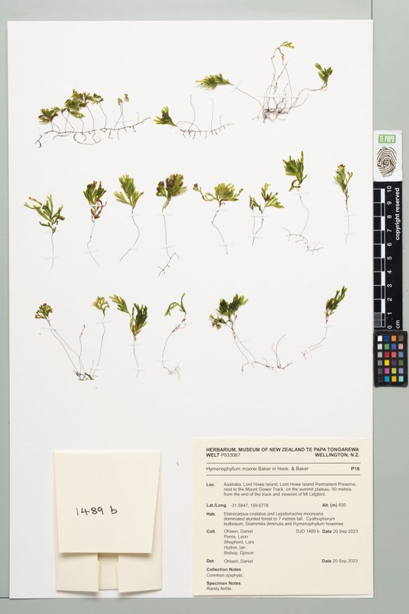 Hymenophyllum pumilum photo 6