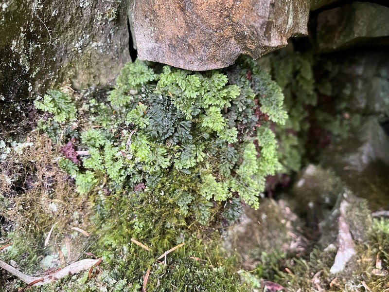 Hymenophyllum punctisorum