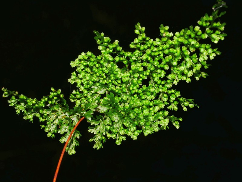 Hymenophyllum punctisorum photo 2