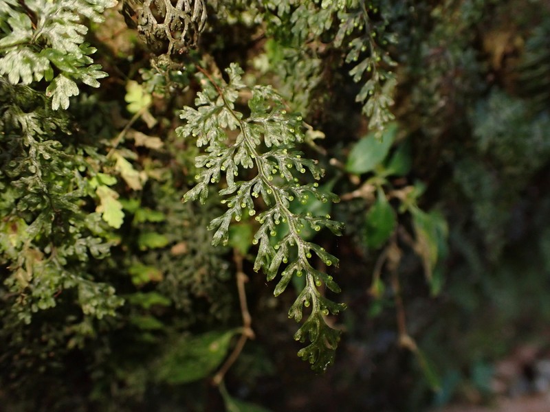 Hymenophyllum punctisorum photo 3
