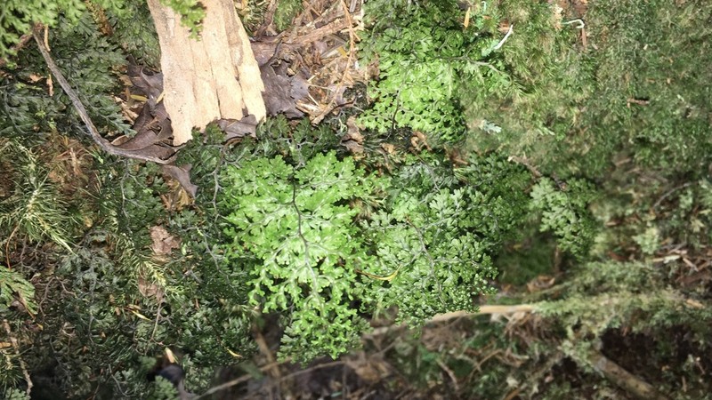 Hymenophyllum punctisorum photo 4