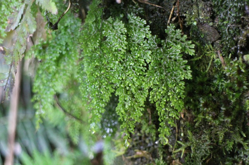 Hymenophyllum punctisorum photo 5