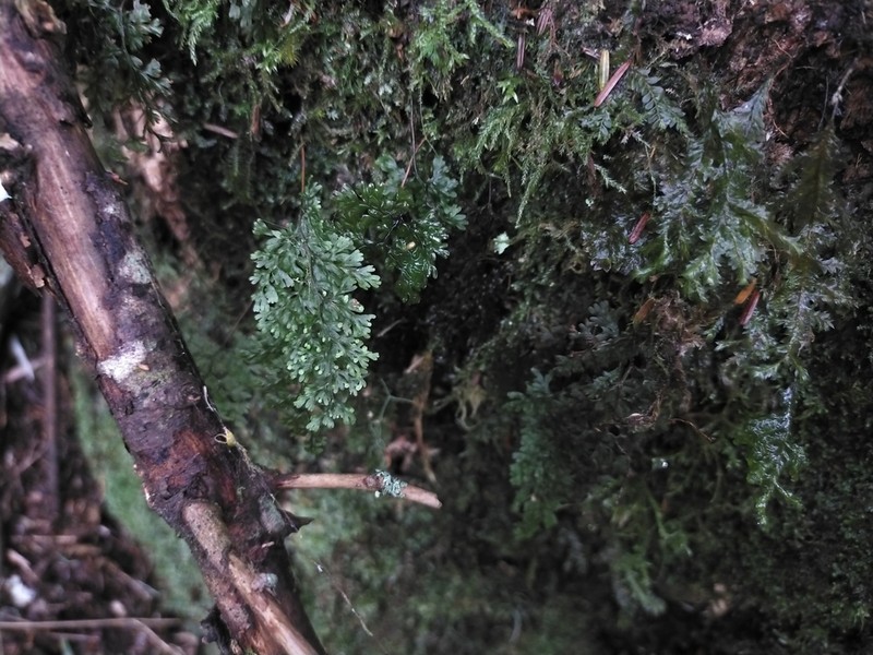 Hymenophyllum punctisorum photo 6
