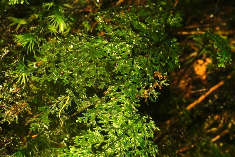 Hymenophyllum punctisorum photo 7