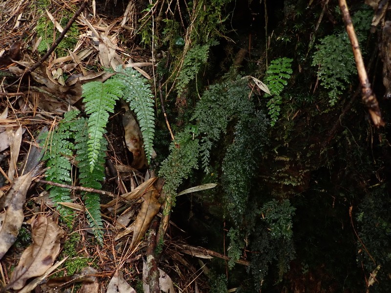 Hymenophyllum punctisorum photo 8