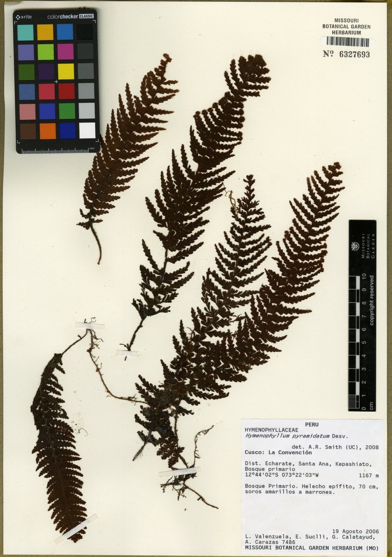 Hymenophyllum pyramidatum photo 2