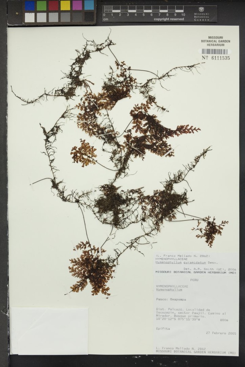 Hymenophyllum pyramidatum photo 3