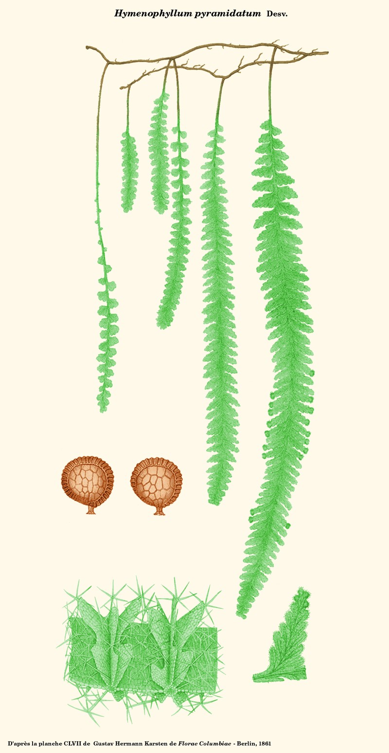 Hymenophyllum pyramidatum