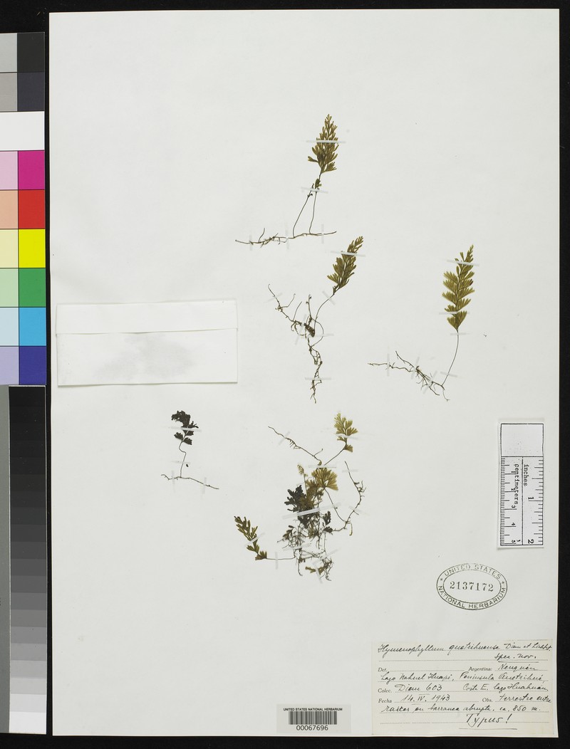 Hymenophyllum quetrihuense