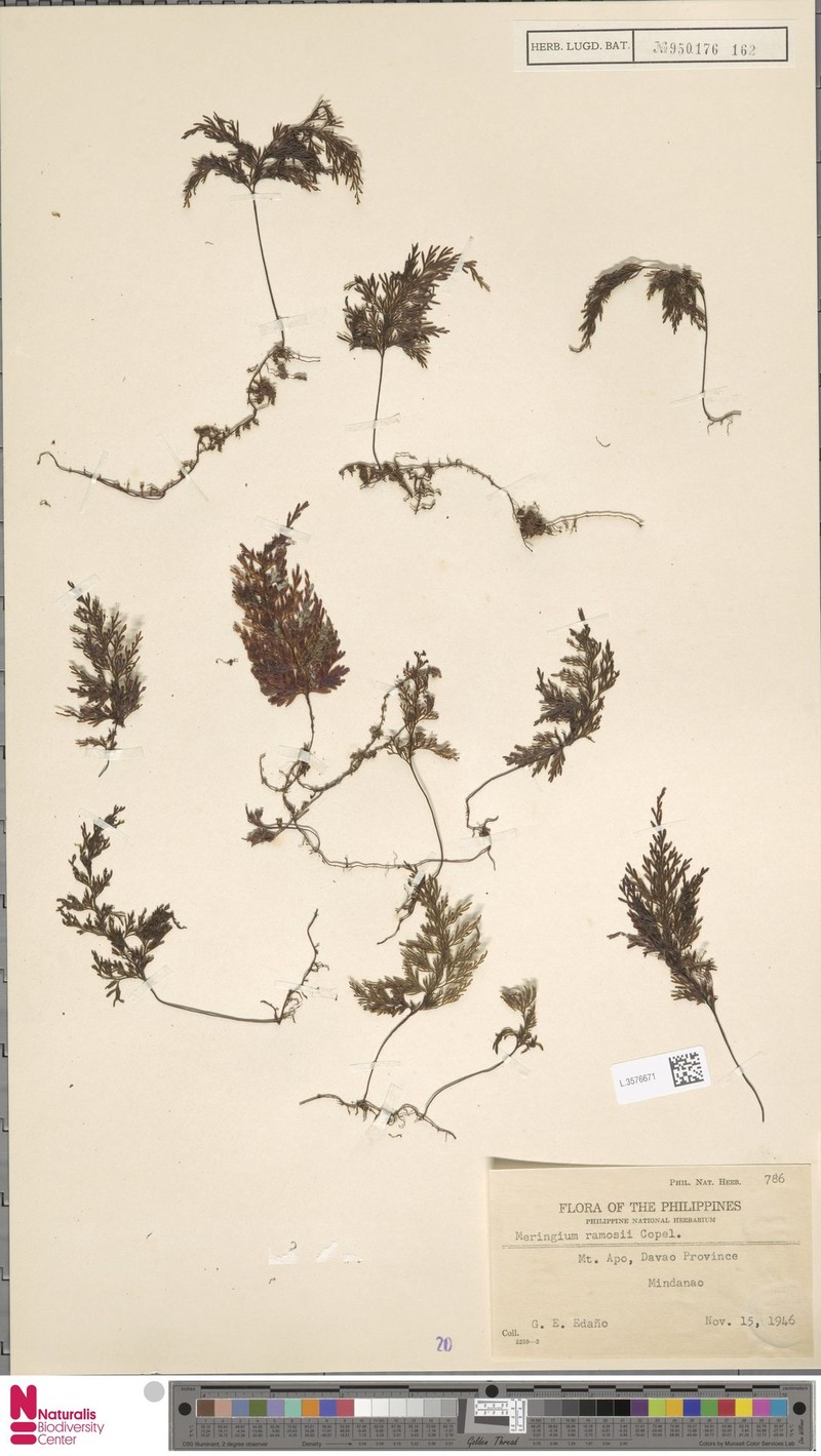 Hymenophyllum ramosii photo 2