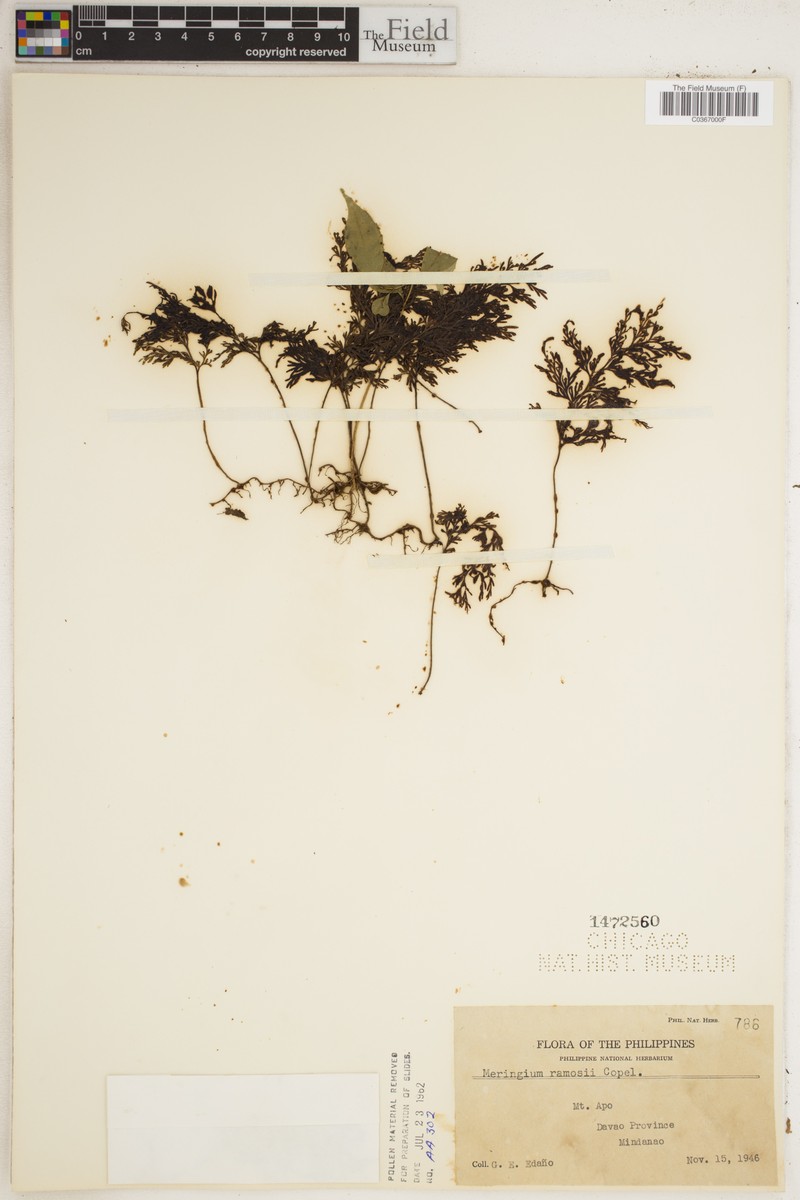 Hymenophyllum ramosii photo 3