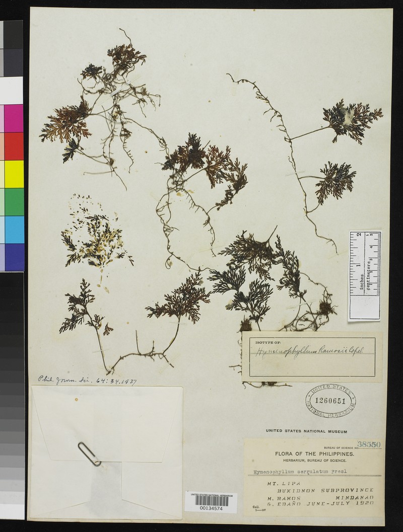 Hymenophyllum ramosii