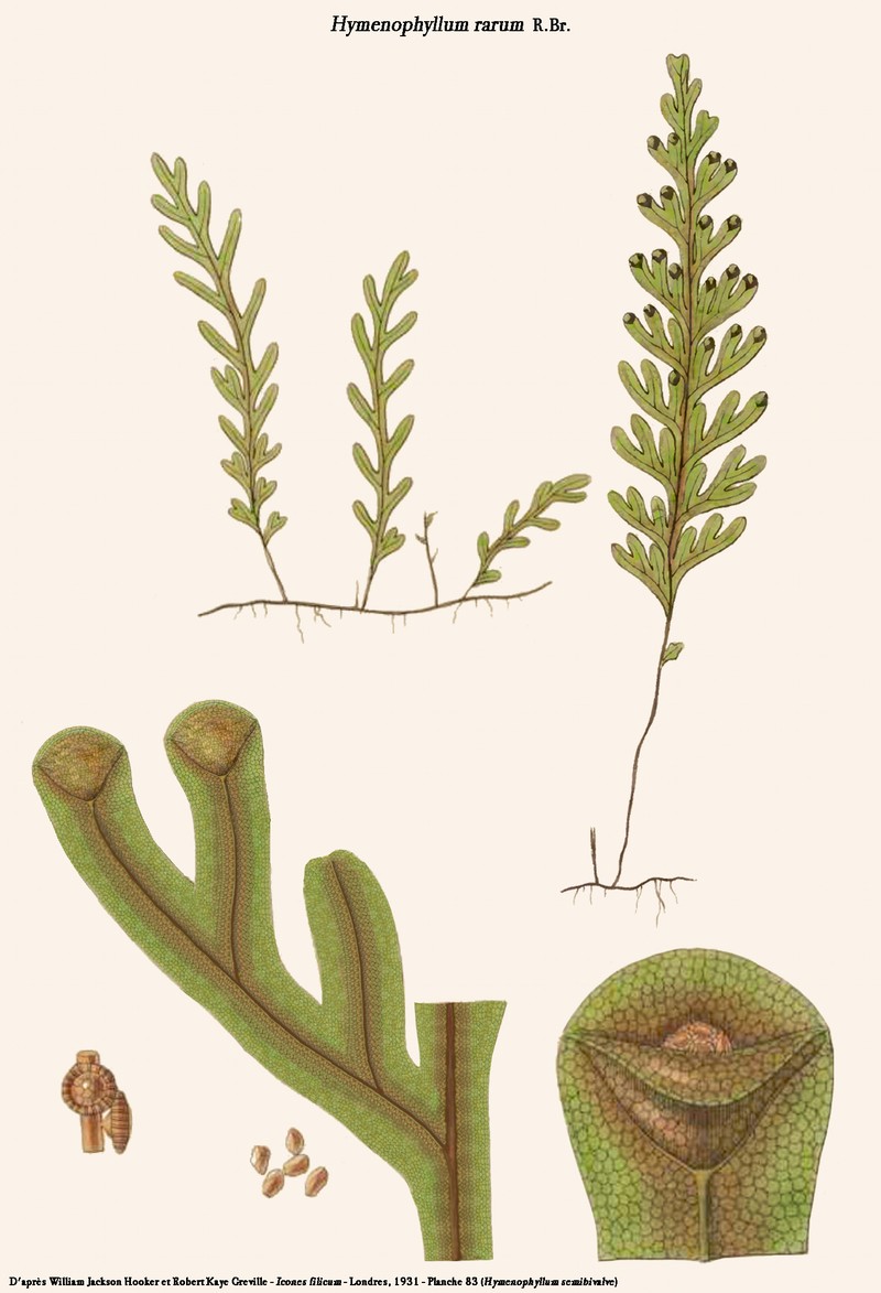 Hymenophyllum rarum