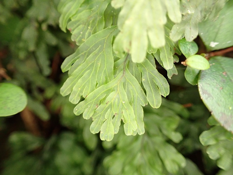 Hymenophyllum rarum photo 2
