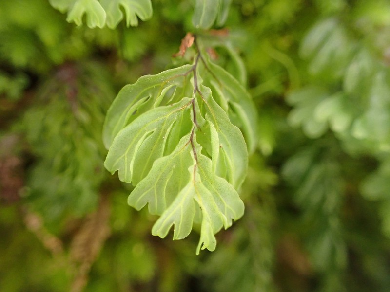 Hymenophyllum rarum photo 3