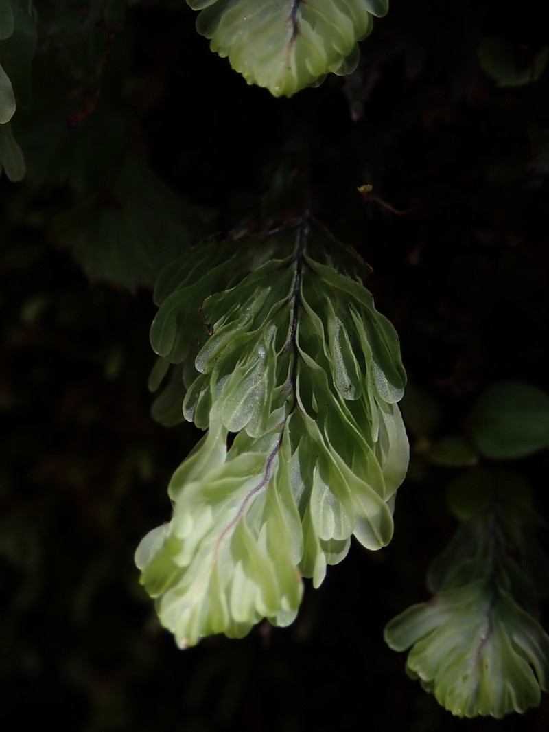 Hymenophyllum rarum photo 4