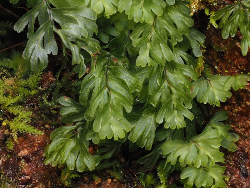 Hymenophyllum rarum photo 5
