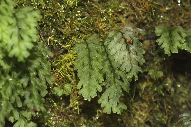 Hymenophyllum rarum photo 6