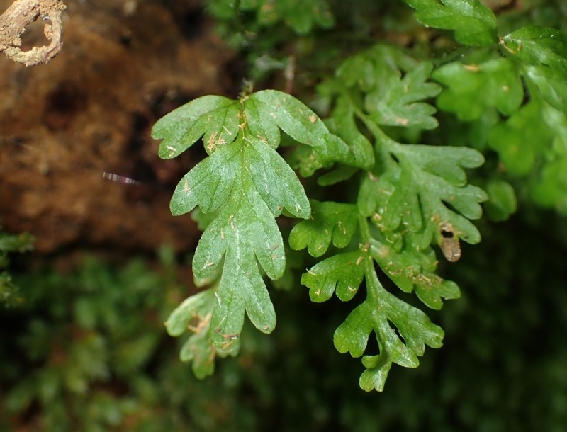Hymenophyllum rarum photo 7
