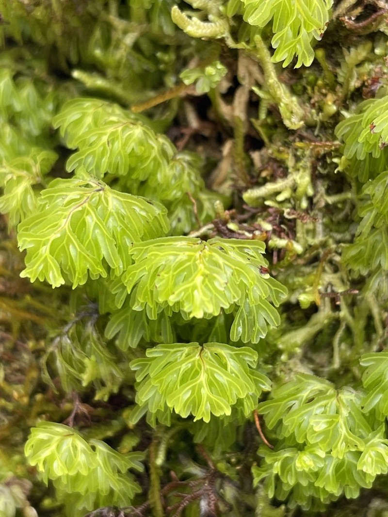 Ohiaku photo 4