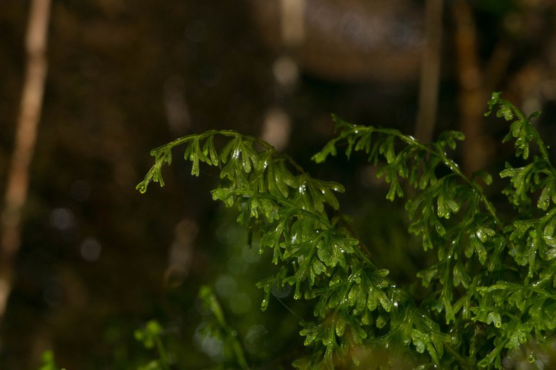Ohiaku photo 7