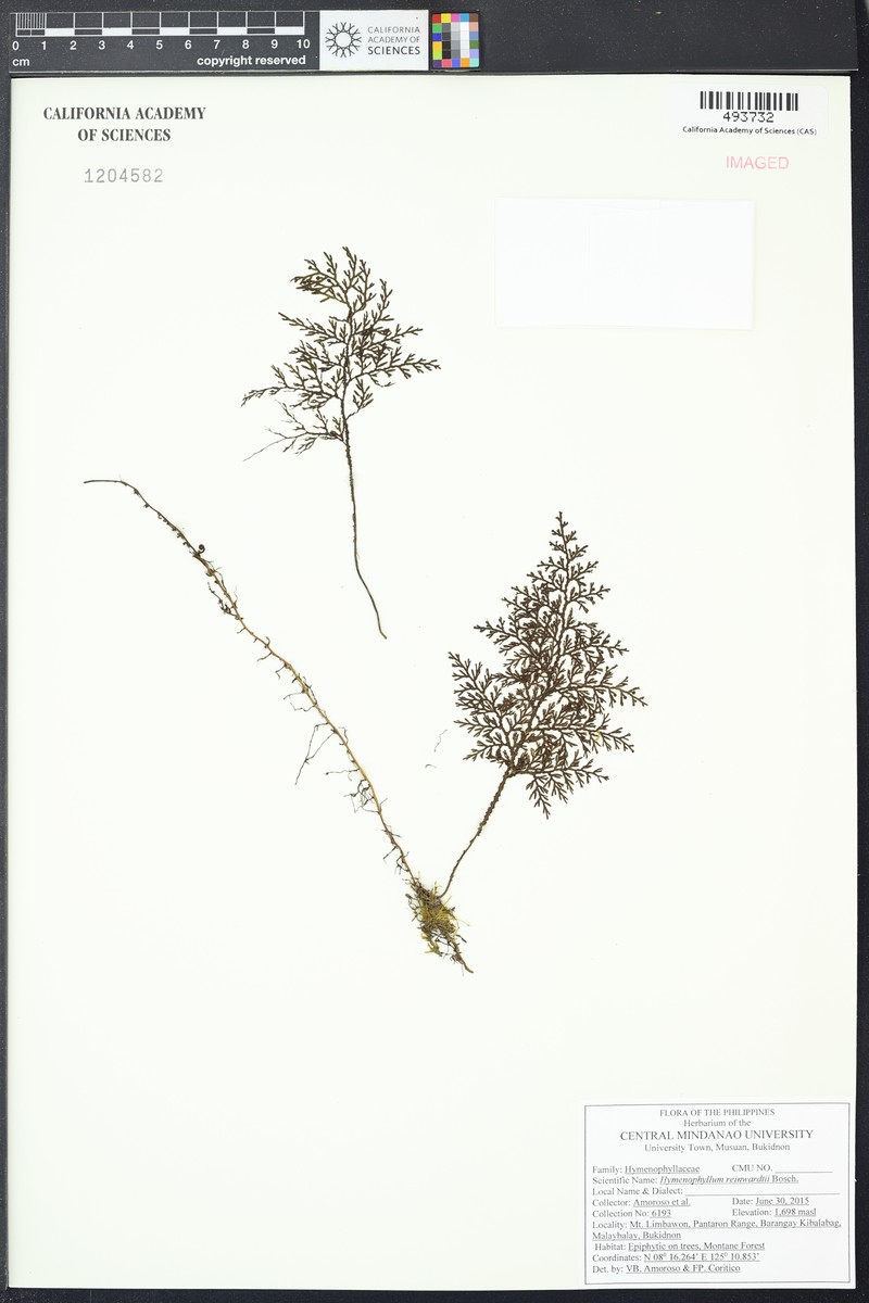 Hymenophyllum reinwardtii