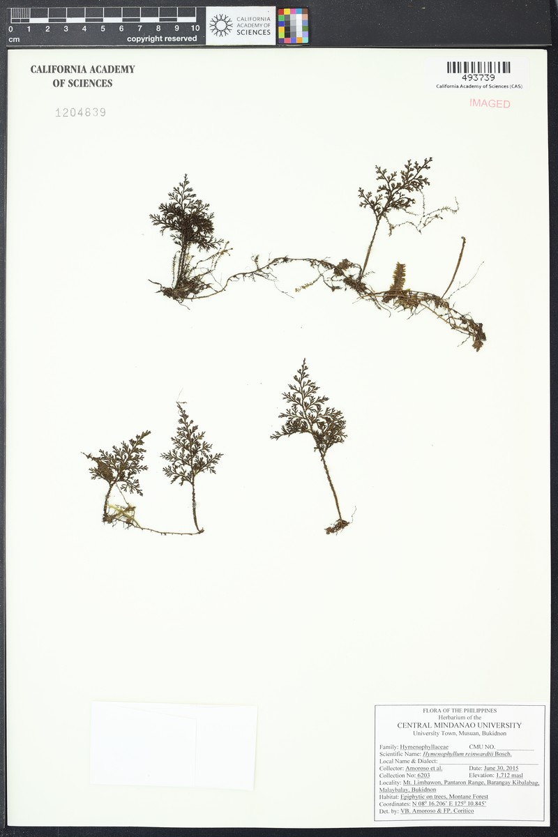 Hymenophyllum reinwardtii photo 2