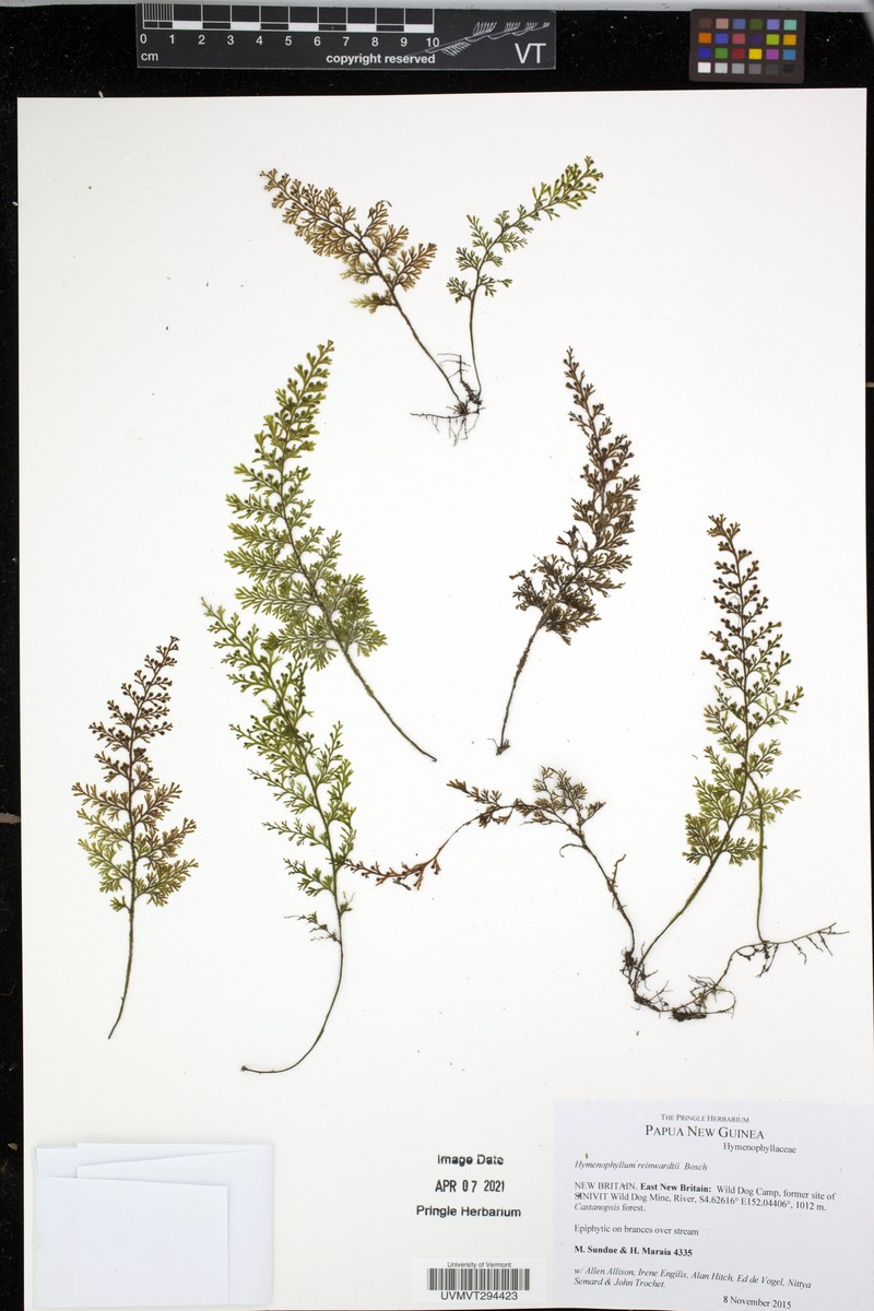 Hymenophyllum reinwardtii photo 3