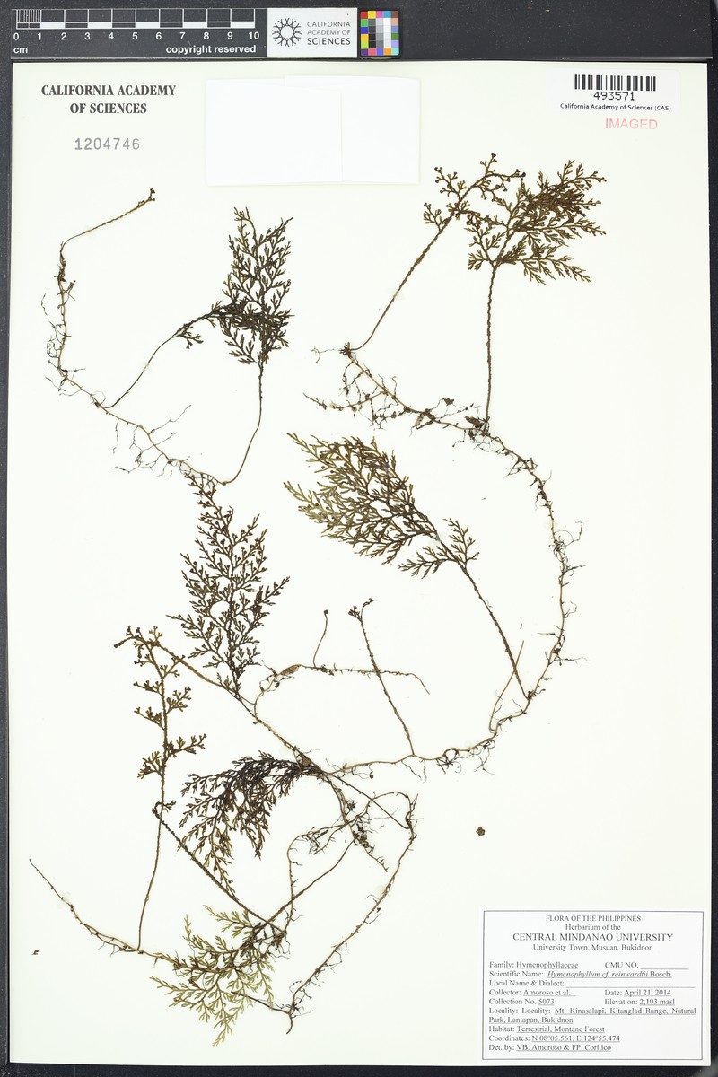 Hymenophyllum reinwardtii photo 4