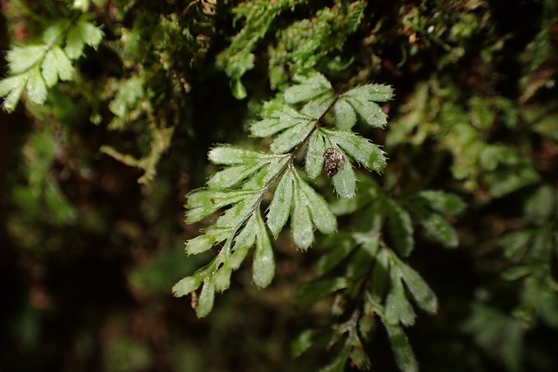 Hymenophyllum revolutum