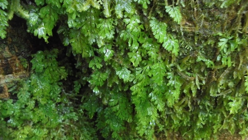 Hymenophyllum revolutum photo 2