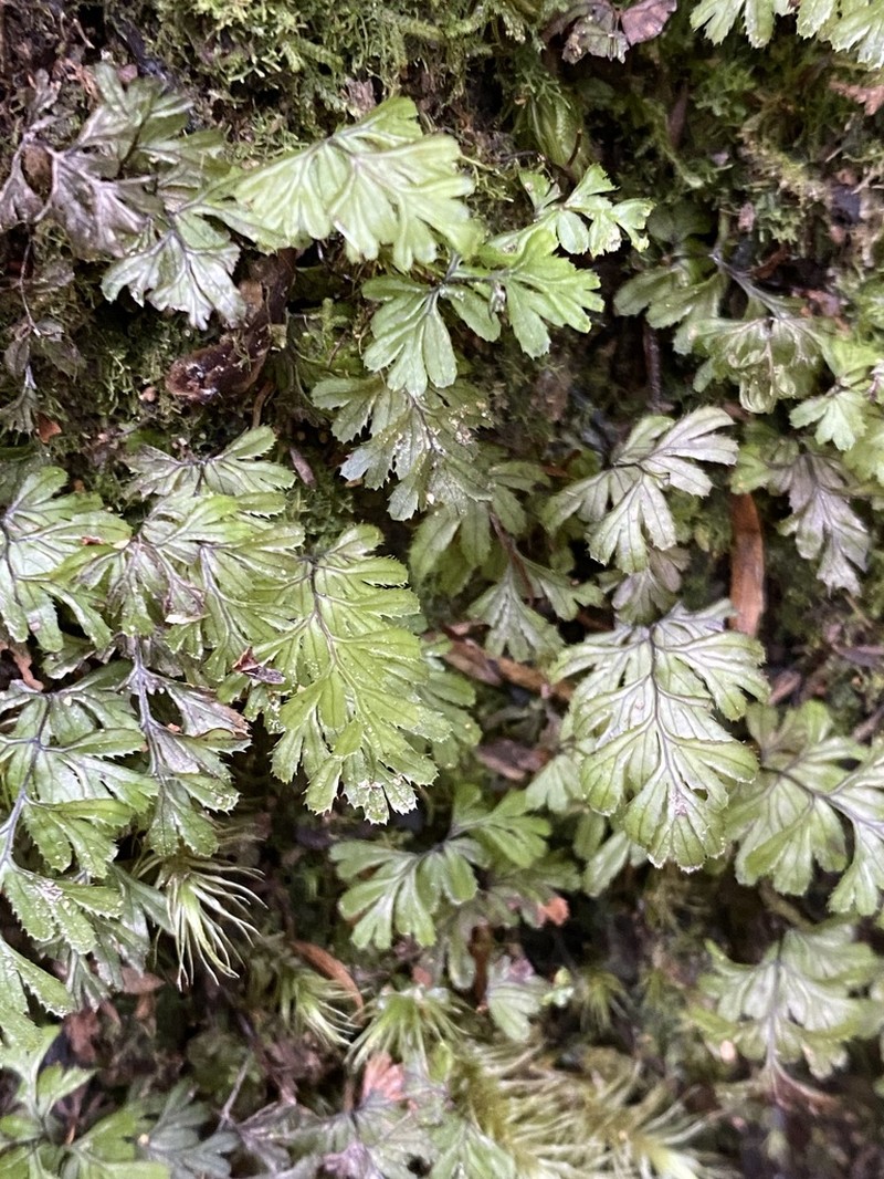 Hymenophyllum revolutum photo 3