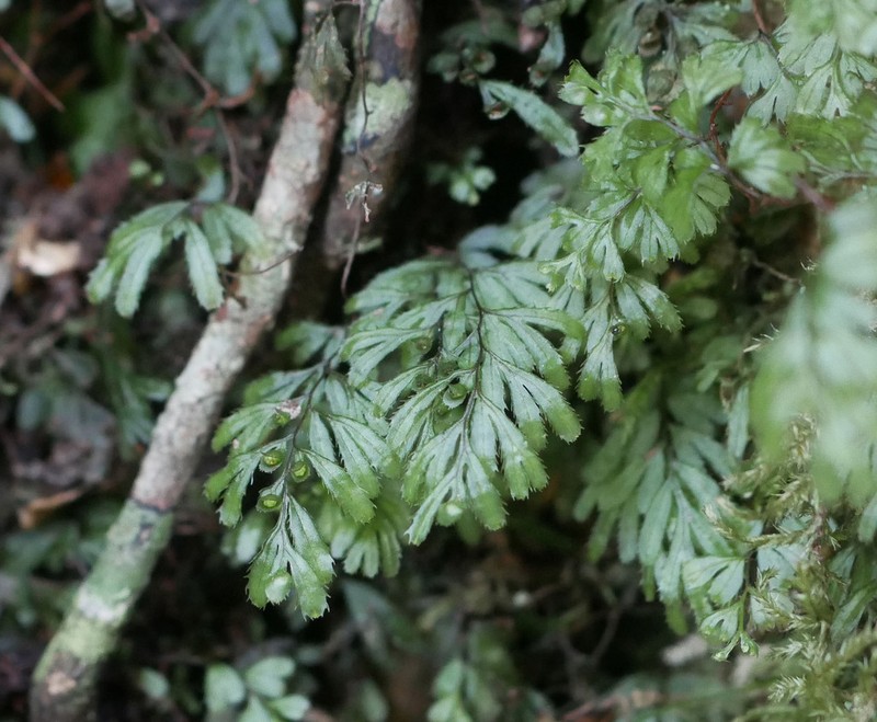 Hymenophyllum revolutum photo 4
